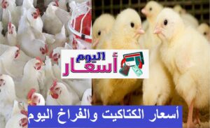 سعر كتكوت عبد السلام حجازى اليوم | الفرخ الأبيض الصغير بكم؟